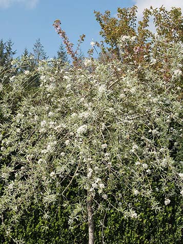 De Pyrus salicifolia is een kleine boom die meestal wordt geënt op een stam