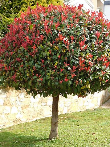 Photinia red robin of wel glansmispel is wintergroen en heeft aan de toppen rode bladeren