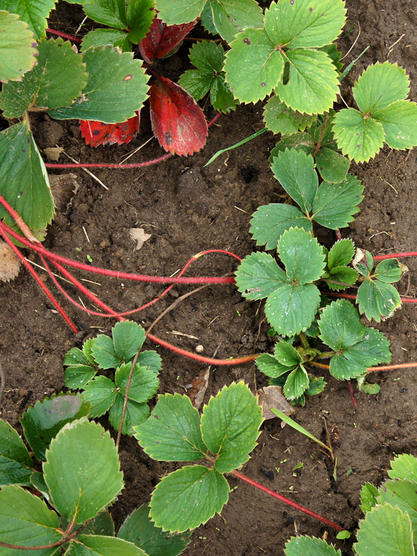 Aardbeienplant in moestuin