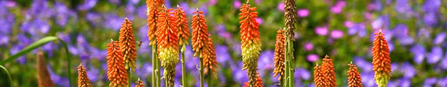 Kniphofia is een winterharde plant voor een zonnige plek in de tuin