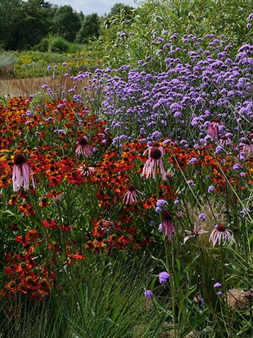 paarse hoge bloemen van de verbena in een kleurrijke border 