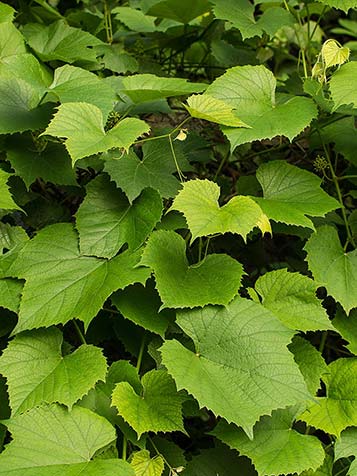 Frisgroen blad van de rode druif