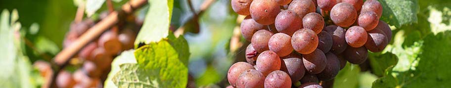 Rode druiven plukken uit eigen tuin