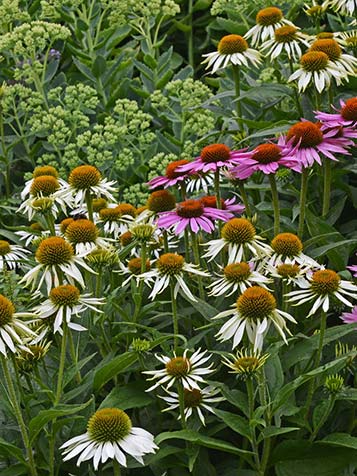 Echinacea is een populaire tuinplant en wordt ook wel zonnehoed genoemd