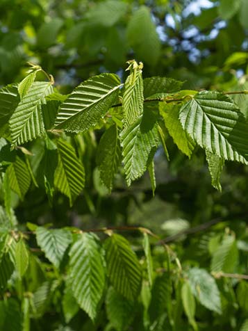 Carpinus heeft dof blad met duidelijke nerven