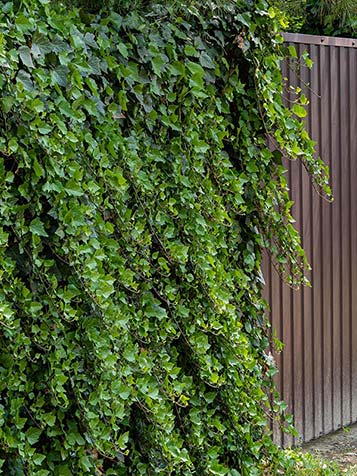 Een wand gevuld met Hedera hibernica geeft het hele jaar door kleur aan uw tuin en zorgt voor privacy