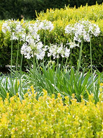 Agapanthus is matig winterhard en kan in de winter bij stevige vorst het beste worden beschermd