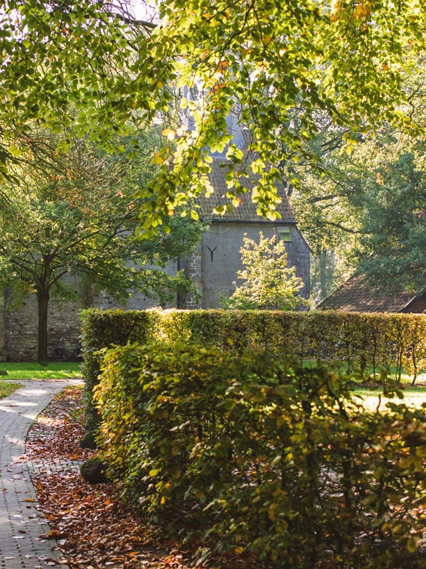 In het najaar verkleurt de beukenhaag goudgeel