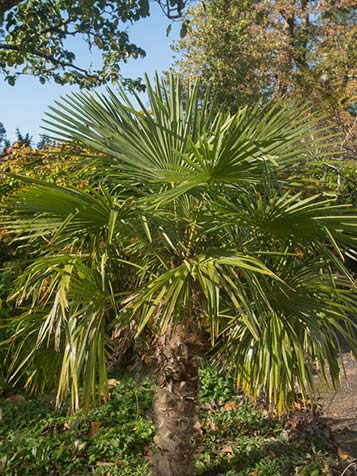 een palmboom groeit uit in de hoogte naar maten hij ouder wordt 