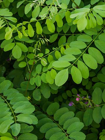 Bolacia bomen zijn niet wintergroen en geven geen bloemen zoals de gewone valse acacia die wel geeft