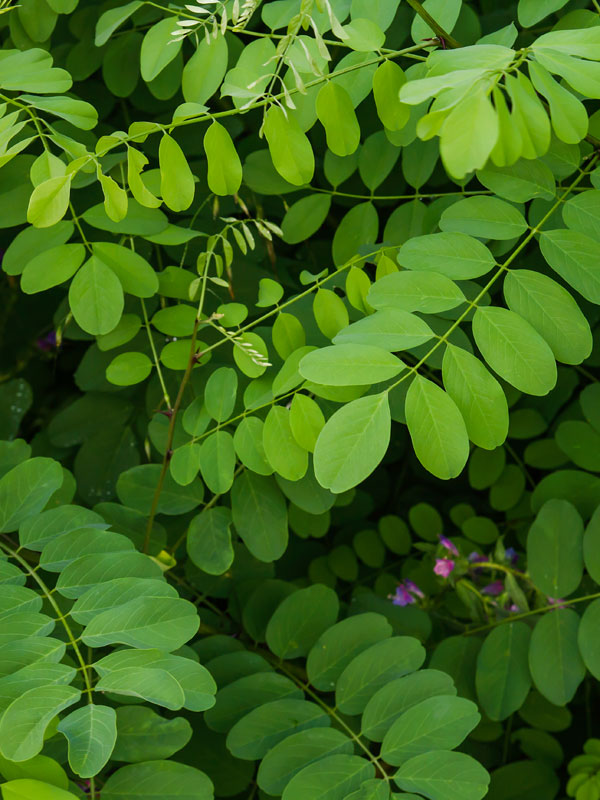 Bolacacia Tuinplantenwinkel.nl