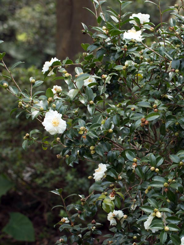In de herfst komt de herfstcamelia tevoorschijn