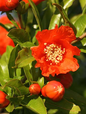 De bloemen van een granaatappelboom zijn al een reden om te kiezen voor deze fruitboom