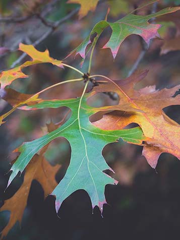 in de herfst verkleurt het blad in oranje rode kleuren