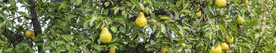 oude perenbomen hebben een mooi karakter door de gegroefde stam