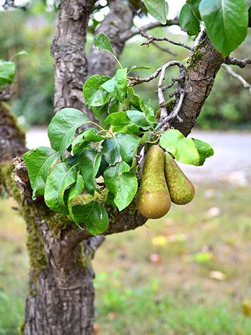 Oude fruitbomen zijn al jarenlang gesnoeid en het model is al gevormd