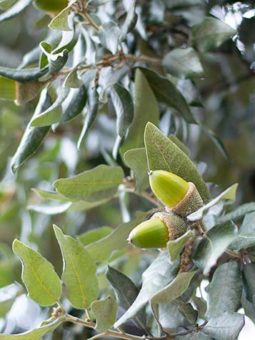 Soms geeft de Quercus ilex ook echte eikels die een stuk kleiner zijn dan bij de Europese eik