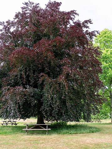 Grote oude rode beukenboom