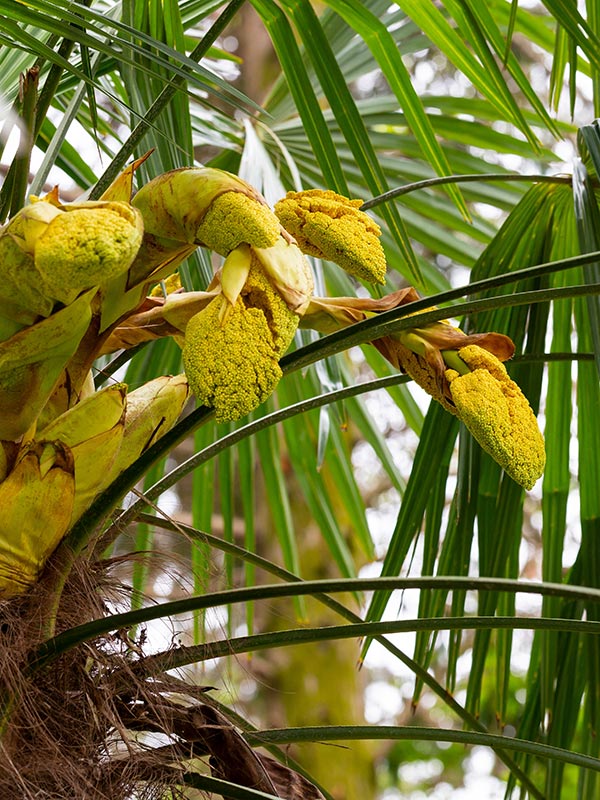 Palmbomen geven de tuin een tropisch tintje