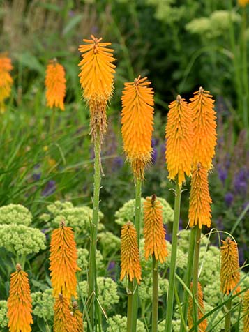 Kniphofia is een vaste plant en kan het hele jaar door worden geplant