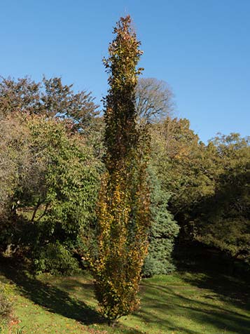 vorm van een zuilbeuk is smal opgaande boom