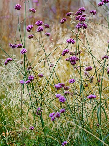 verbena combineren met siergrassen geeft kleur aan de tuin