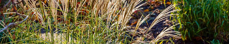 er zijn ontzettend veel verschillende soorten miscanthus