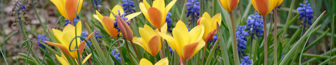 Botanische tulpen worden ook wel wilde tulpen genoemd, omdat ze zich uit zaaien