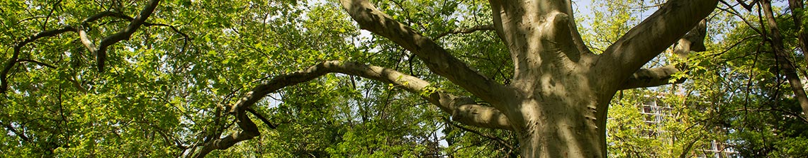 grote bladeren van de plataan zijn herkenbaar en daardoor krijgt u veel schaduw van deze boom