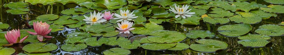 verschillende kleuren waterlelies