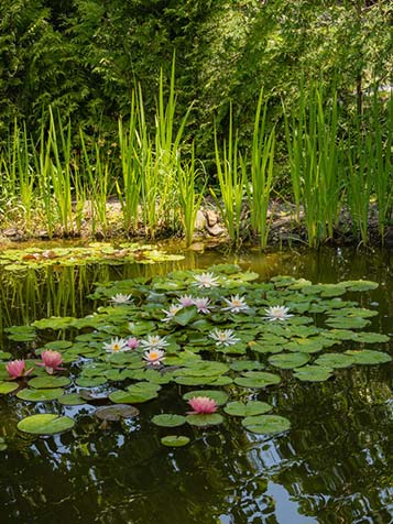 verrijking door waterlelies te gebruiken in de vijver