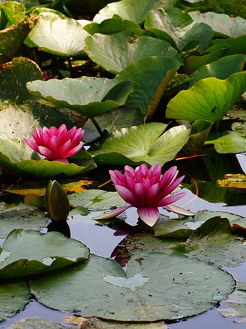 waterlelies bloeien de hele zomer