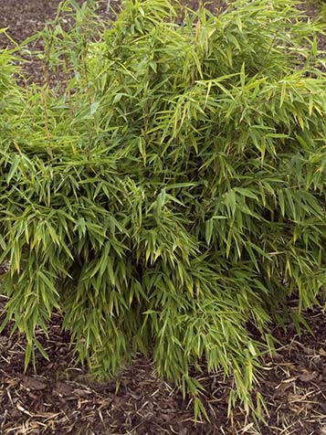 hoge bamboe planten die niet woekert online kopen 