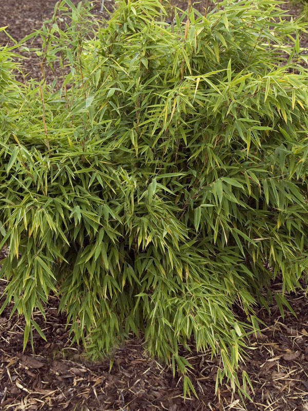 hoge bamboe planten die niet woekert online kopen