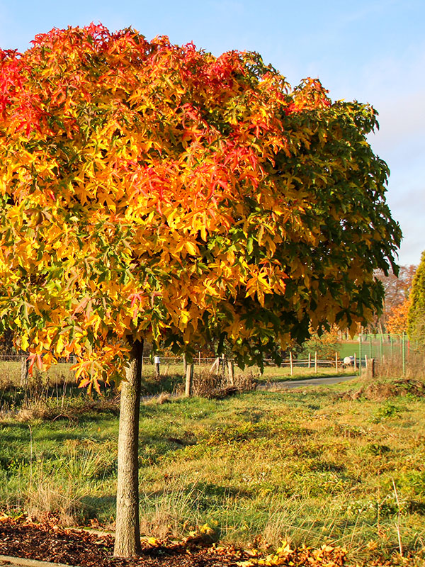 Er zijn groenblijvende bolbomen en bladverliezende bolbomen met spectaculaire herfstkleuren