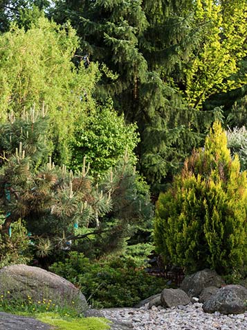 Groenblijvende bomen zorgen daarnaast ook voor privacy jaarrond omdat ze blad houden in de winter