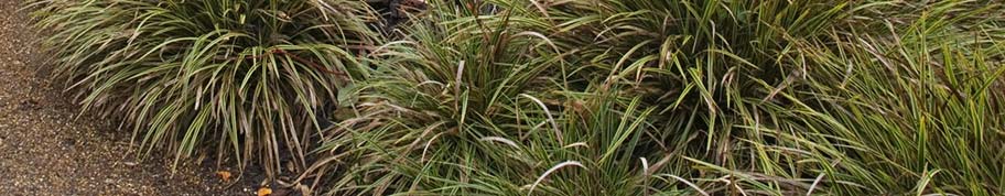 Carex morrowii is een groenblijvend siergras