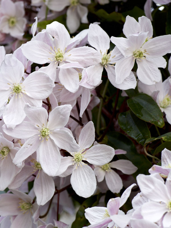 met wintergroene clematis geniet u het hele jaar door