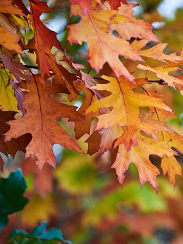 sommige soorten Eikenbomen verkleuren erg mooi in de herfst 