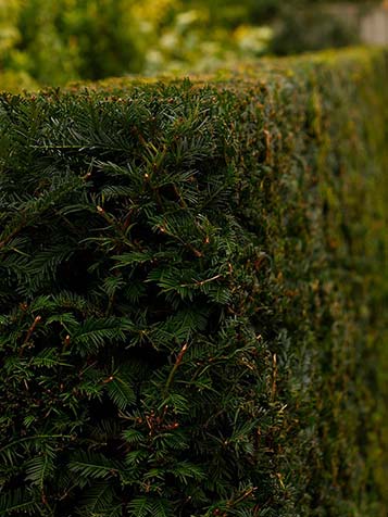 Taxus is een ideale groenblijvende haagplant