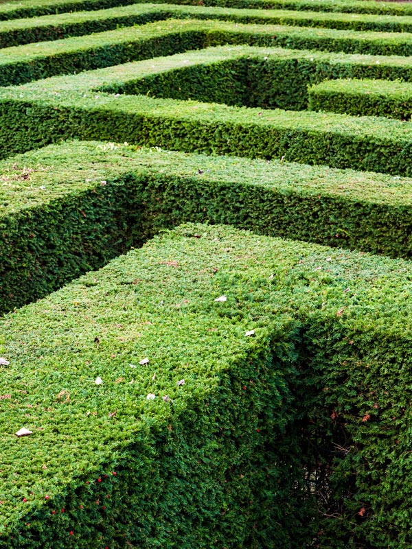 De taxus kan als strakke en dichte haag worden toegepast in diverse patronen
