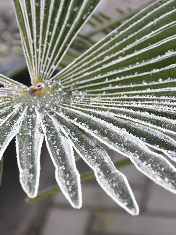 Palmbomen zijn wintergroen en zorgen dus het gehele jaar voor kleur in de tuin