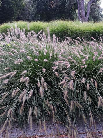 pennisetum is er in verschillende soorten hoogtes 