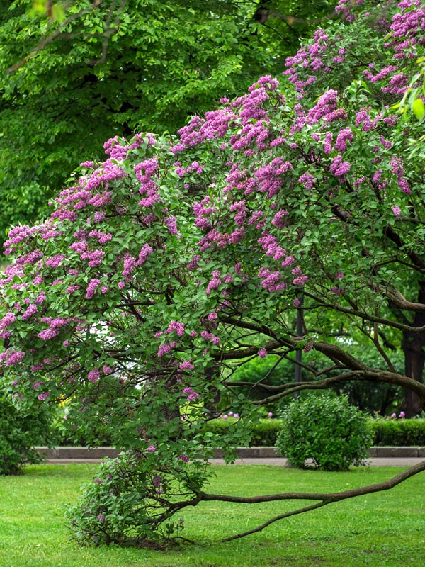 Oude seringenbomen krijgen vaak een grillige takkenstructuur