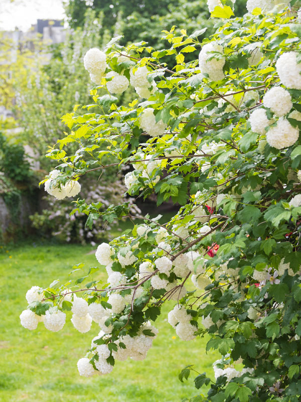 aantal viburnum sneeuwbal per meter aanplanten