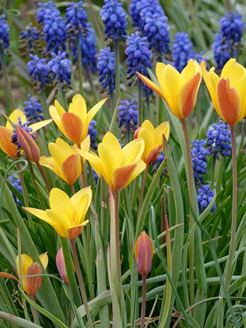 Botanische tulpen komen elk jaar altijd terug in tegenstelling tot sommige andere tulpen