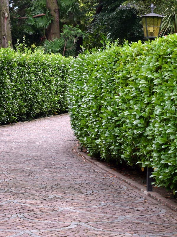 In deze tuin is de laurierkers als hoge toegepast om het pad van de tuin af te schermen