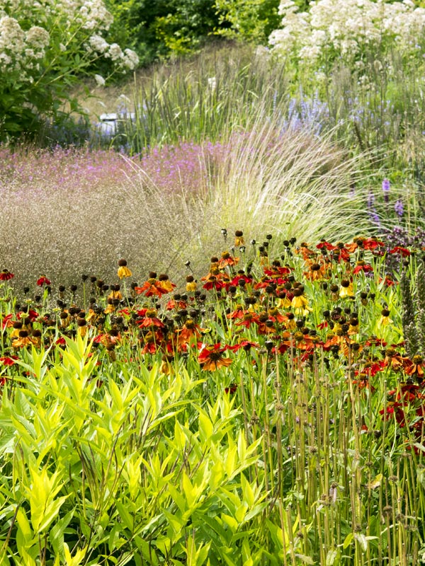 Vaste planten zorgen het hele jaar door voor kleur in de tuin