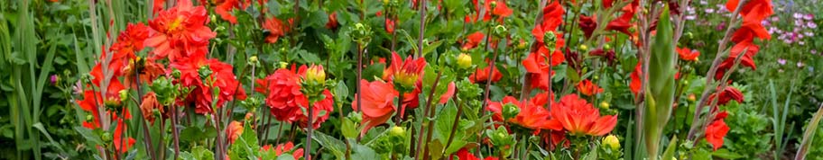 Dahlia en gladiolen bekendste zomerbollen