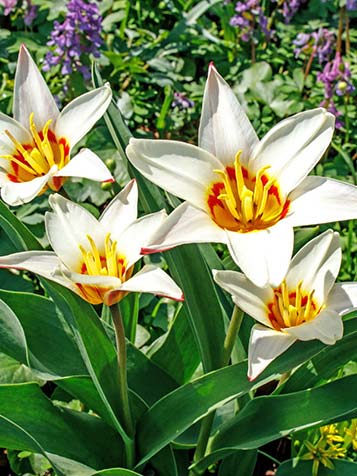 botanische tulpen zijn geschikt voor onder bomen of grote struiken
